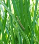 Kolbenblütiger Kalmus - Acorus calamus