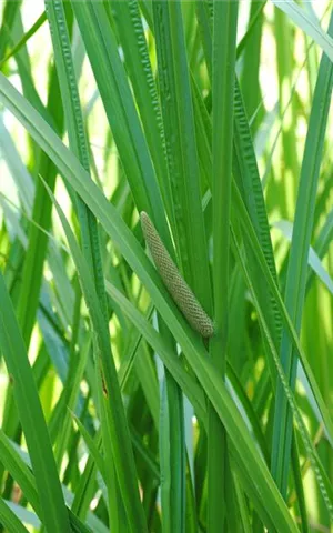 Acorus calamus