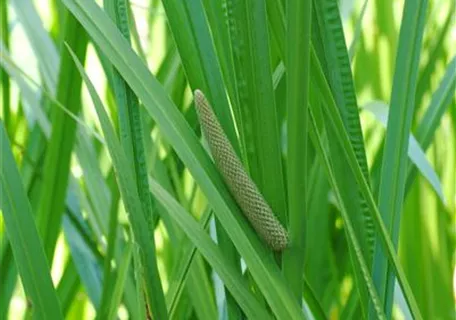 Acorus calamus - Kolbenblütiger Kalmus