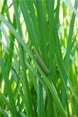 Kolbenblütiger Kalmus - Acorus calamus