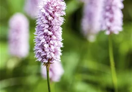 Bistorta officinalis 'Superba' - Garten-Wiesenknöterich