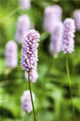 Garten-Wiesenknöterich - Bistorta officinalis 'Superba'