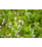 Garten-Wiesenknöterich - Bistorta officinalis 'Superba'