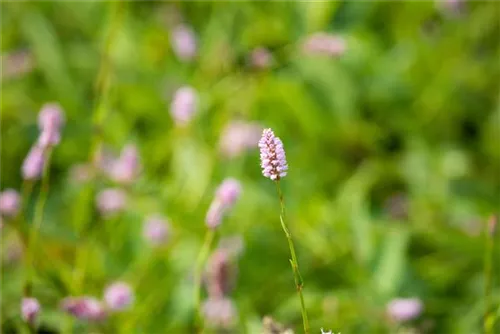 Garten-Wiesenknöterich - Bistorta officinalis 'Superba'