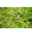 Garten-Wiesenknöterich - Bistorta officinalis 'Superba'