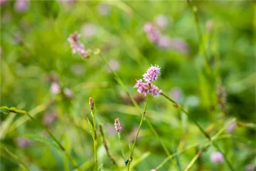 Garten-Wiesenknöterich - Bistorta officinalis 'Superba'