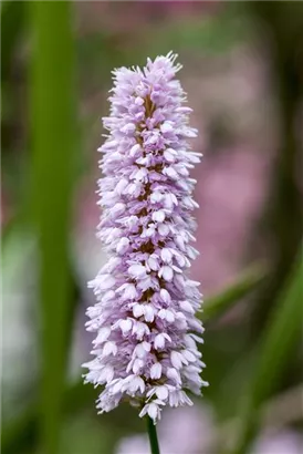 Garten-Wiesenknöterich - Bistorta officinalis 'Superba'