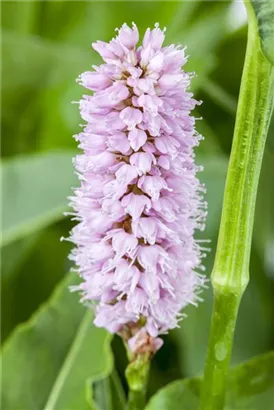 Garten-Wiesenknöterich - Bistorta officinalis 'Superba'