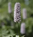 Garten-Wiesenknöterich - Bistorta officinalis 'Superba'