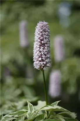 Garten-Wiesenknöterich - Bistorta officinalis 'Superba'