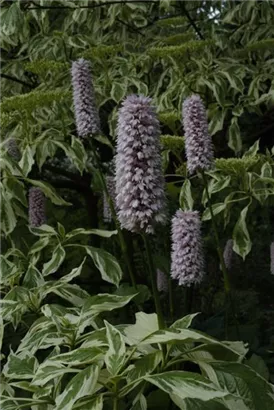 Garten-Wiesenknöterich - Bistorta officinalis 'Superba'