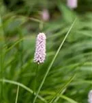 Garten-Wiesenknöterich - Bistorta officinalis 'Superba'