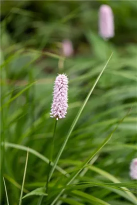 Garten-Wiesenknöterich - Bistorta officinalis 'Superba'