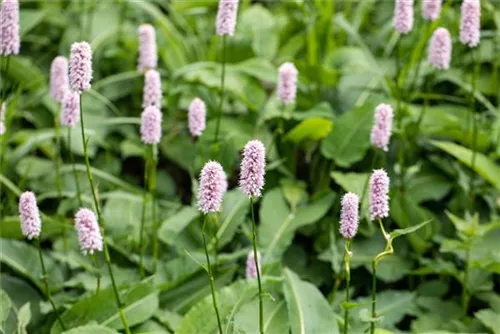 Garten-Wiesenknöterich - Bistorta officinalis 'Superba'