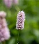 Garten-Wiesenknöterich - Bistorta officinalis 'Superba'