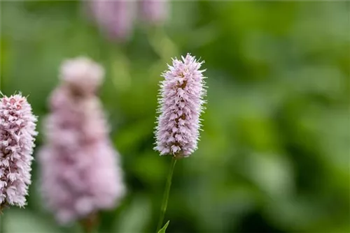 Garten-Wiesenknöterich - Bistorta officinalis 'Superba'