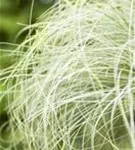 Garten-Segge - Carex albula 'Frosted Curls'