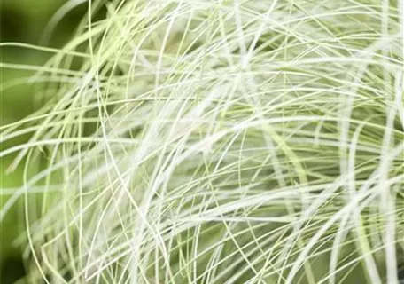 Carex albula 'Frosted Curls' - Garten-Segge