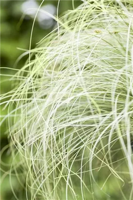 Garten-Segge - Carex albula 'Frosted Curls'