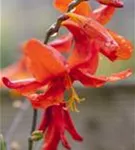 Garten-Monbretie - Crocosmia x crocosmiiflora 'Babylon'