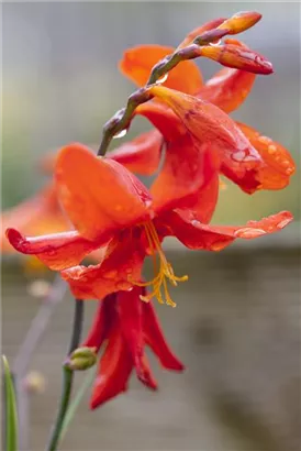 Garten-Monbretie - Crocosmia x crocosmiiflora 'Babylon'