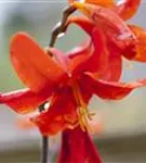 Garten-Monbretie - Crocosmia x crocosmiiflora 'Babylon'