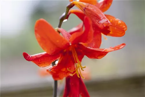 Garten-Monbretie - Crocosmia x crocosmiiflora 'Babylon'