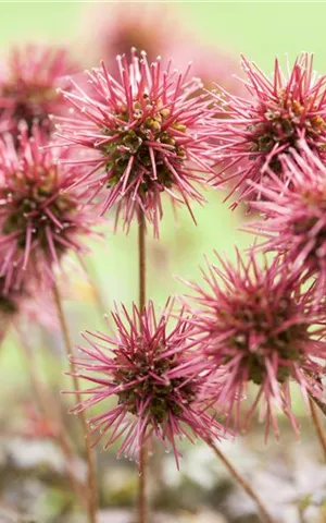 Acaena microphylla 'Kupferteppich'