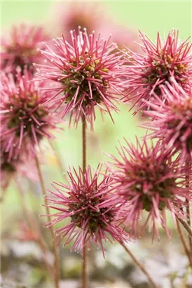 Garten-Stachelnüsschen - Acaena microphylla 'Kupferteppich'