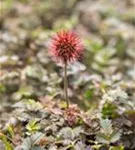 Garten-Stachelnüsschen - Acaena microphylla 'Kupferteppich'