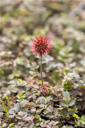 Garten-Stachelnüsschen - Acaena microphylla 'Kupferteppich'