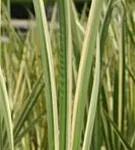 Weißgestreifter Garten-Kalmus - Acorus calamus 'Variegatus'