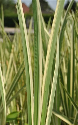 Acorus calamus 'Variegatus'