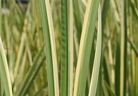 Acorus calamus 'Variegatus' - Weißgestreifter Garten-Kalmus