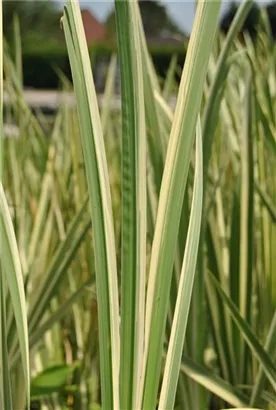 Weißgestreifter Garten-Kalmus - Acorus calamus 'Variegatus'