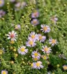 Garten-Ruten-Aster - Aster vimineus 'Lovely'