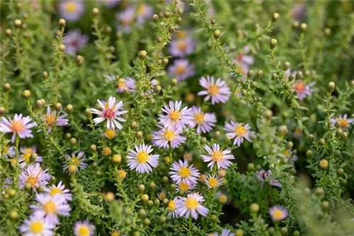 Garten-Ruten-Aster - Aster vimineus 'Lovely'