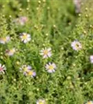 Garten-Ruten-Aster - Aster vimineus 'Lovely'