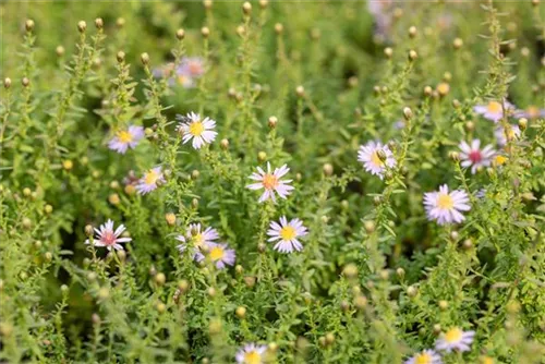 Garten-Ruten-Aster - Aster vimineus 'Lovely'