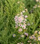 Garten-Ruten-Aster - Aster vimineus 'Lovely'