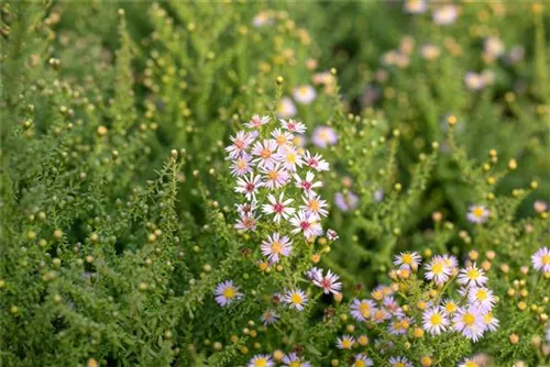 Garten-Ruten-Aster - Aster vimineus 'Lovely'