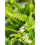 Gewöhnlicher Rippenfarn - Blechnum spicant