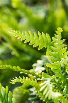 Gewöhnlicher Rippenfarn - Blechnum spicant