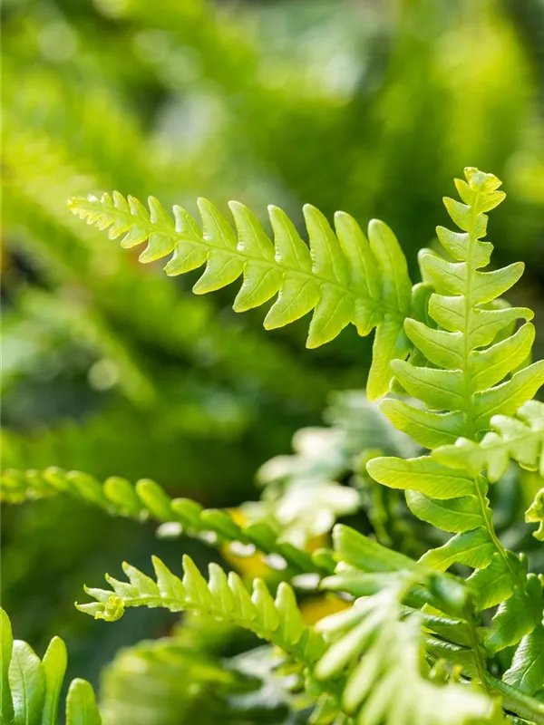 Gewöhnlicher Rippenfarn - Blechnum spicant