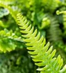 Gewöhnlicher Rippenfarn - Blechnum spicant