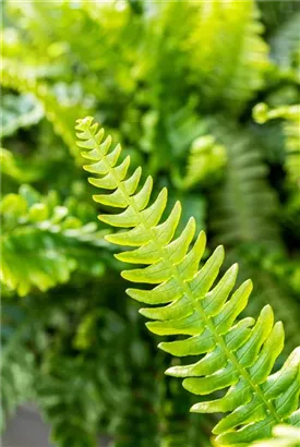 Gewöhnlicher Rippenfarn - Blechnum spicant