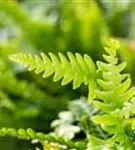 Gewöhnlicher Rippenfarn - Blechnum spicant