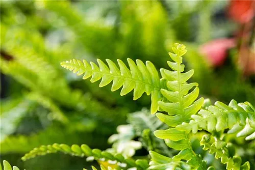 Gewöhnlicher Rippenfarn - Blechnum spicant