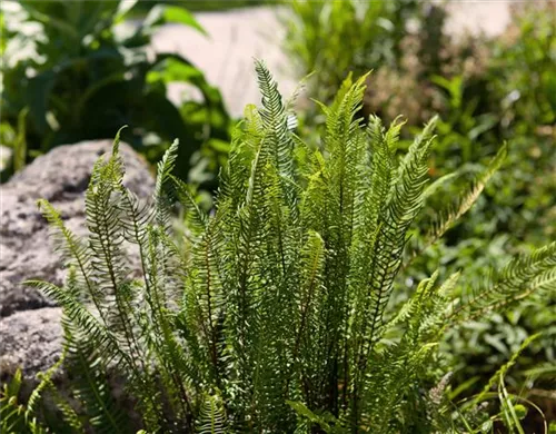 Gewöhnlicher Rippenfarn - Blechnum spicant