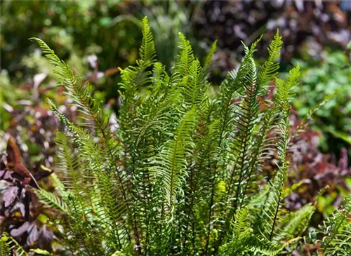 Gewöhnlicher Rippenfarn - Blechnum spicant